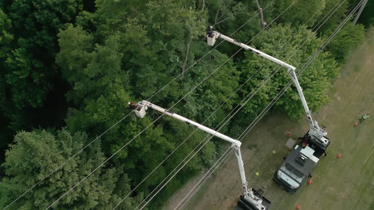 How Our Tree Care Process Works  in Mcallen, TX